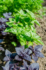 Basil green and purple in the garden. Photo of spicy herbs in a garden bed in summer