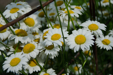Photo of chamomile in the garden.