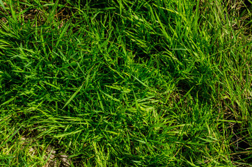 Photo of grass. View from above. Green grass after rain