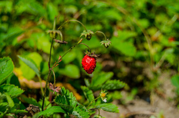 Photo of strawberries on a green background in the garden