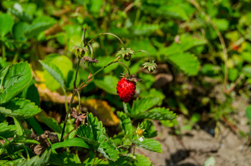 Photo of strawberries on a green background in the garden