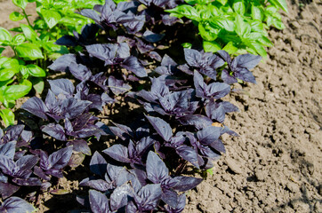 Basil green and purple in the garden. Photo of spicy herbs in a garden bed in summer