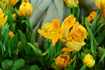 	
Colorful flowers in the garden.flower blooming.Beautiful flowers in the garden.	
