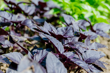 Basil green and purple in the garden. Photo of spicy herbs in a garden bed in summer