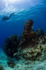 Fototapeta na wymiar A diver swimming over a coral head