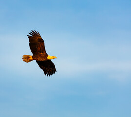 Bald eagle (Haliaeetus leucocephalus), AGUILA CALVA