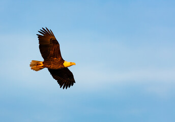 Bald eagle (Haliaeetus leucocephalus), AGUILA CALVA