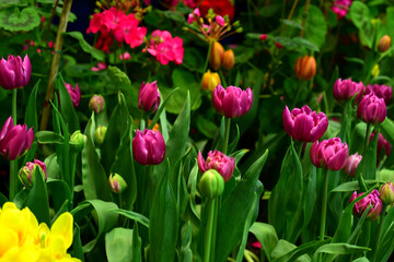 Colorful flowers in nature. flowers in the garden Blooming in the Formal Garden. Park. Beautiful Garden	