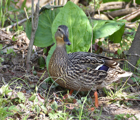 Female Mallard in Front of Leaves