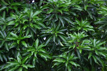  green leaves wall