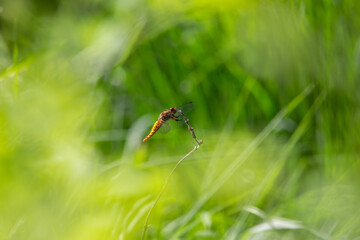 chaser in the gras