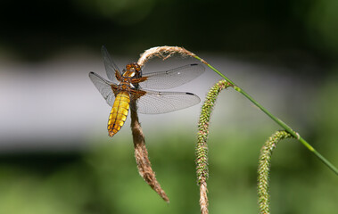 chaser in the sun