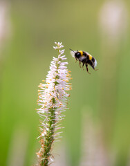 bumblebee on a flower