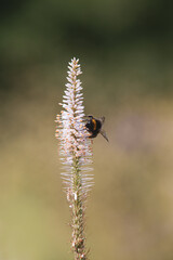 Fototapeta premium bumblebee on a flower
