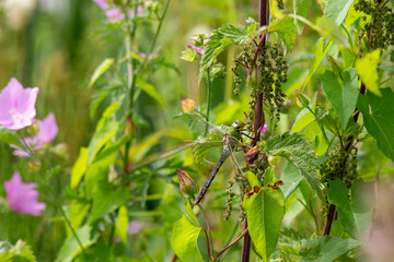 blue darner between the leaves