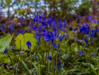 Fototapeta premium A clump of bluebells standing upright in a wood in Leicestershire in springtime with defocused background
