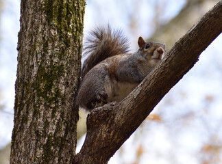 Squirrel on Tree Branch