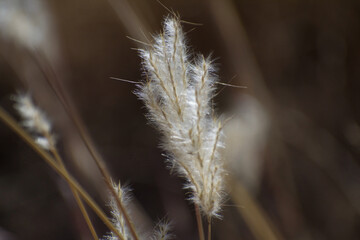 Close up of feather grass seed head in Arizona field.