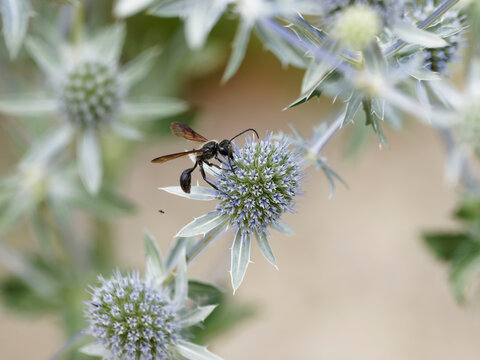 Isodonte mexicaine ou sphex du Mexique (Isodontia mexicana) Gu&ecirc;pe solitaire noire &agrave; long p&eacute;tiole entre thorax et abdoment butinant sur Eryngium planum (Suisse) 