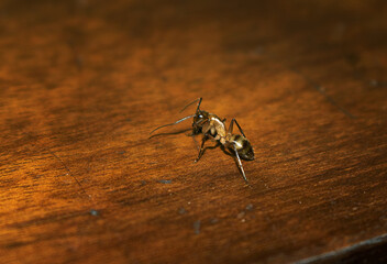 Formiga, macro fotografia