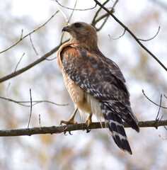 Red Shouldered Hawk on Tree Branch