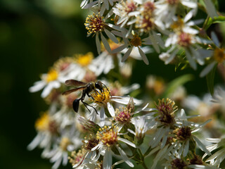 (Isodontia mexicana) Isodonte mexicaine, guêpe solitaire entièrement noire aux ailes brunes, se nourrissant du nectar d'une fleur d'aster (Suisse)