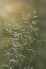 close up of grasses in sunrise