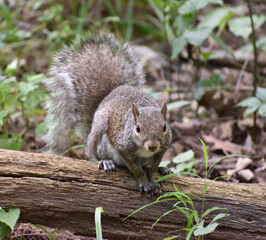 Squirrel on Fallen Tree