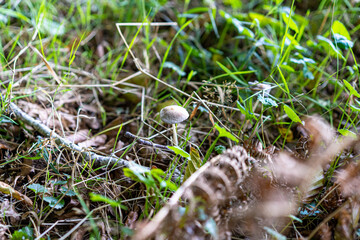 Kleiner Pilz im Gras