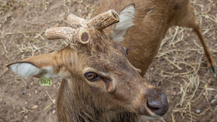 Artiodactyls stand on four hooves. Thai artiodactyls.