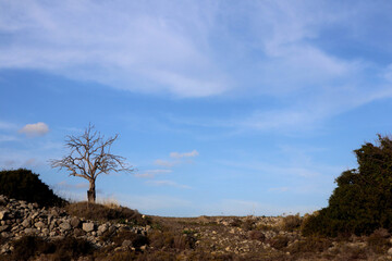 A dome of a hill with a dead tree against a blue sky