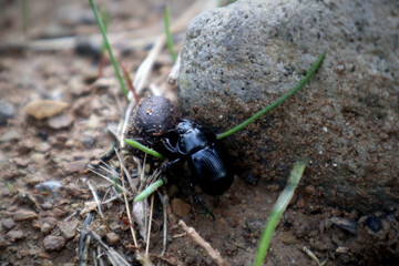 Dung beetle rolls a ball of goat dung