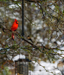 Cardinal and Finch Birds Resting on Tree Branches