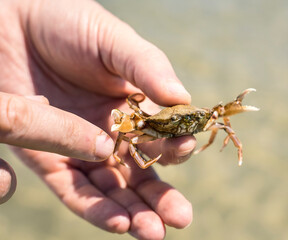 man holding black sea crab