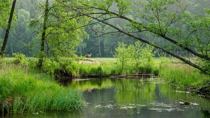 Rzeka Brda w północnej Polsce wiosną