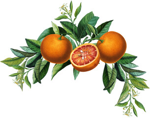 Fruit arrangement with vintage orange citruses, blossom, green leaves