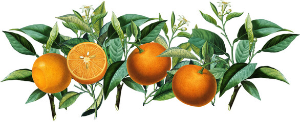 Seamless border arrangement with vintage orange citrus fruits, blossom, green leaves