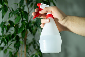 Hand spray on leave plants in the morning at home using a spray bottle watering houseplants Plant care concept
