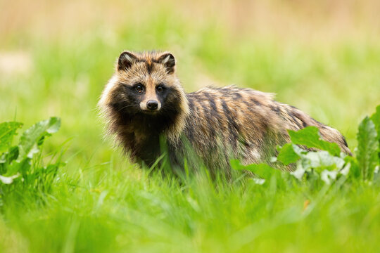 Shy raccoon dog, nyctereutes procyonoides, looking away on a meadow in summertime. Low angle view of wild animal in natural environment standing in green grass.