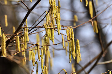 In the spring, hazel (Corylus avellana) blooms in the forest