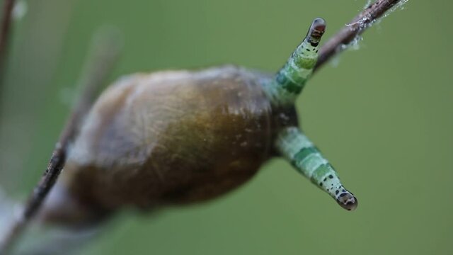 Snail infected with parasitic green-banded broodsac 