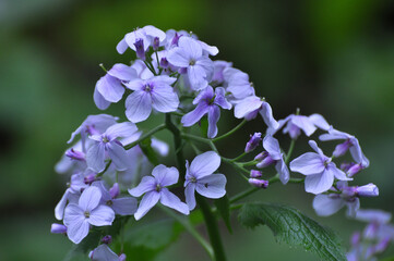 Lunaria rediviva blooms in the forest in spring