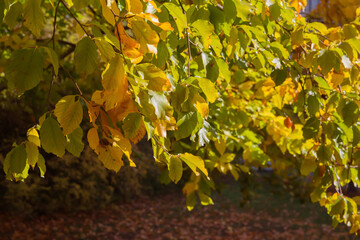 Autumn leaves on the tree in sunny weather.