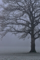 A lonely tree on a misty morning in the park, Coventry, England