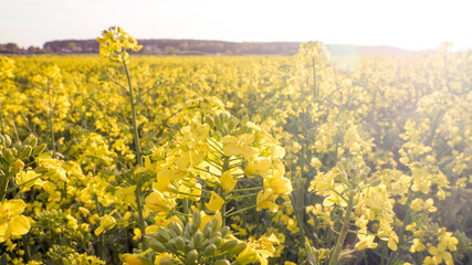 Rapeseed field, during the flowering period