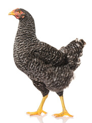 one black chicken isolated on white background, studio shoot