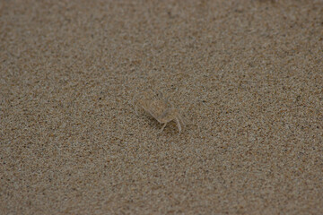 Fototapeta na wymiar sand on the beach with crab camouflage hidden