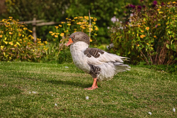 Domestic goose on the lawn