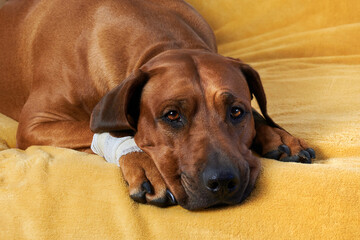Big brown dog lying on coach with bandage on injured paw