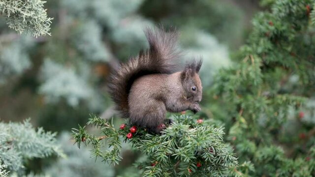Squirrel eats fruits of a Taxus baccata (European yew) tree.